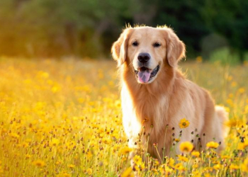 Golden retrievers: The gorgeous dogs that bring friendship, loyalty and love